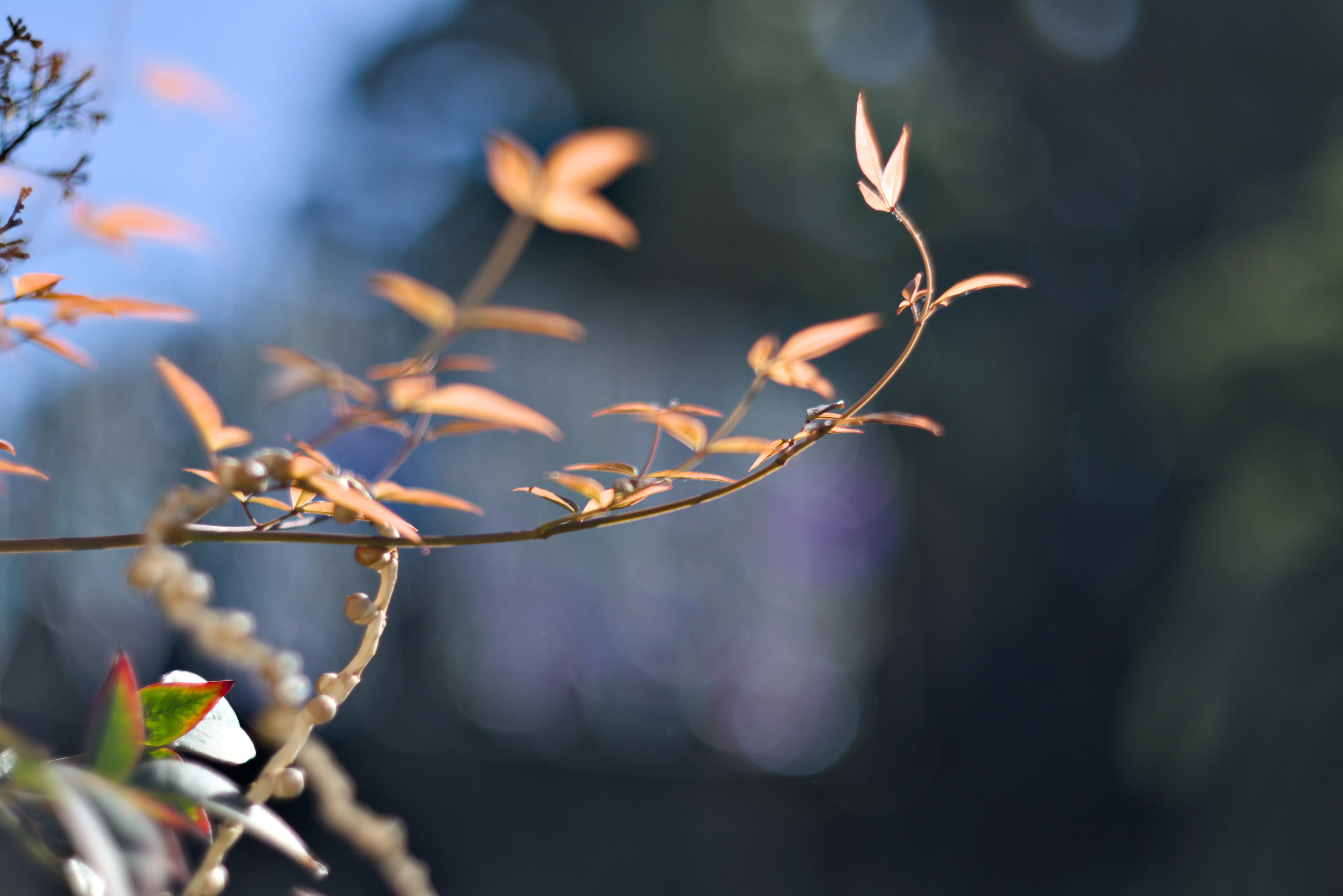 Zenith Helios-77M-4 1,850 (VOMZ) - _I4A9936.webp